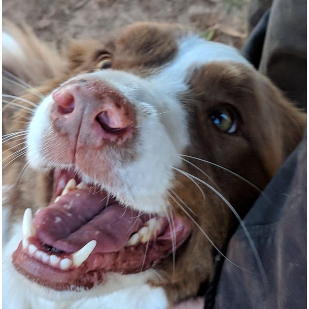 willow falling border collies