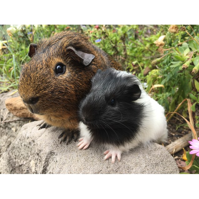 guinea pig ridgeback
