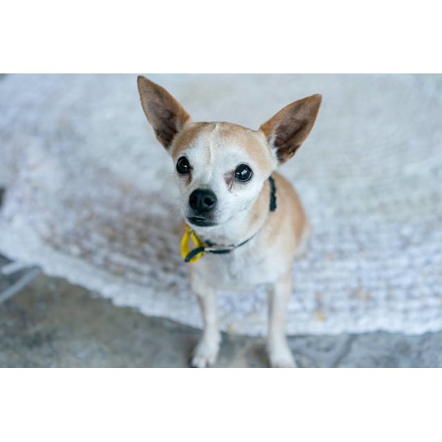 small dog rescue gold coast