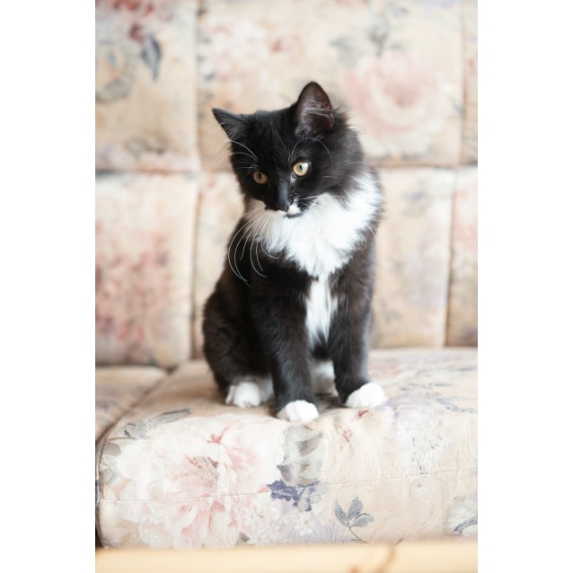 Pebbles Tuxedo Kitten Female Domestic Long Hair X Domestic