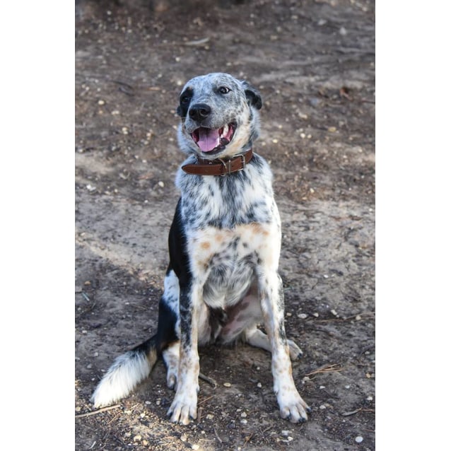 koolie x blue heeler