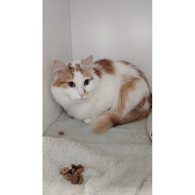Beautiful Molly The Fluffy White Ginger Girl Cat Female