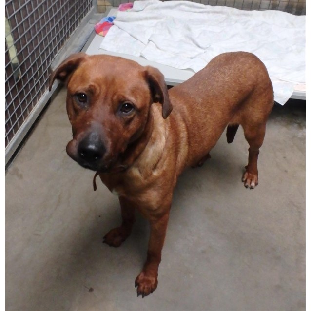 Bella Medium Female Rottweiler x English Staffordshire Bull Terrier Mix Dog in QLD PetRescue
