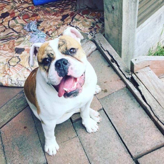Busta Large Male American Bulldog X British Bulldog Dog In Vic Petrescue