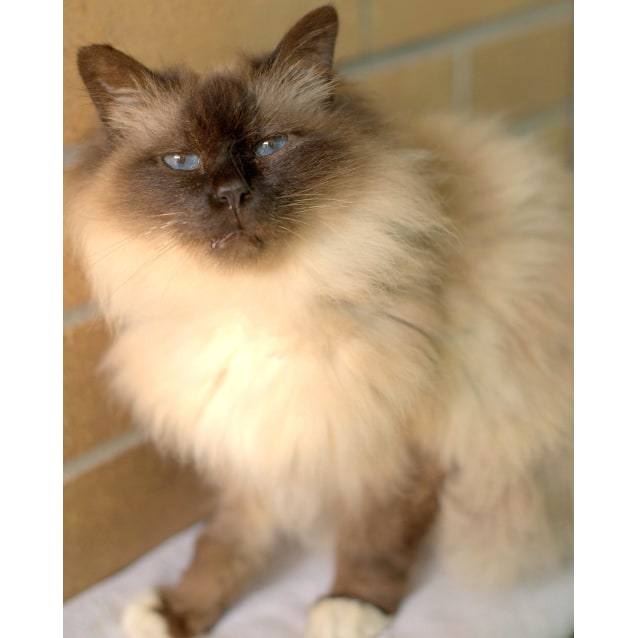 available birman kittens