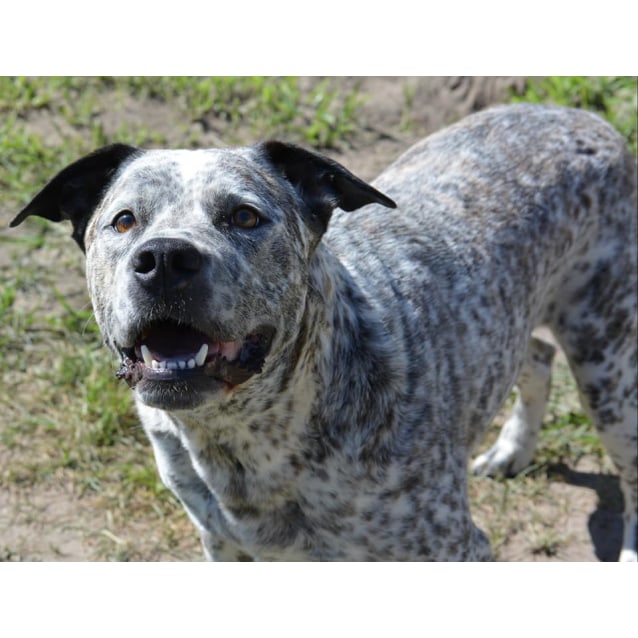 american staffy cross blue heeler