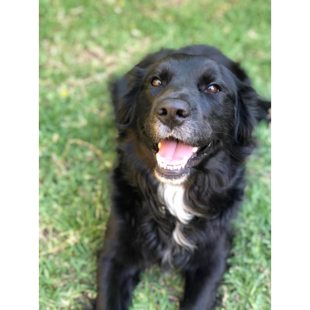 Interesting Flat Coated Retriever Border Collie Mix Images
