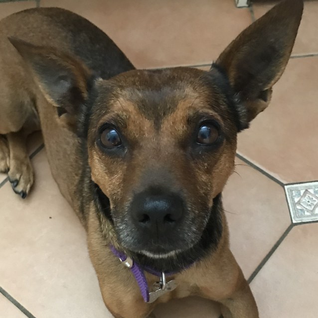 Elly Small Female Dachshund x Fox Terrier Mix Dog in NSW PetRescue