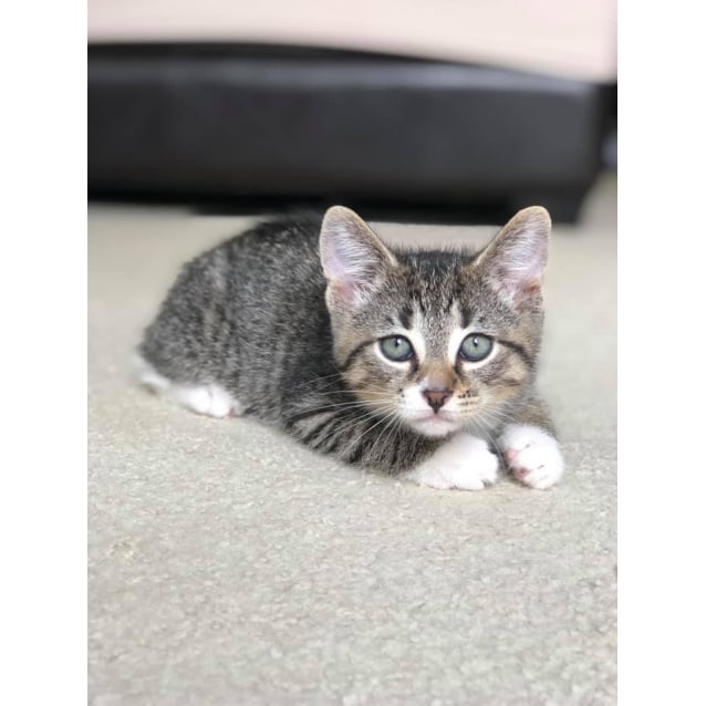 Cuddly Hiccup 😻 - Male Domestic Short Hair Cat in NSW ...