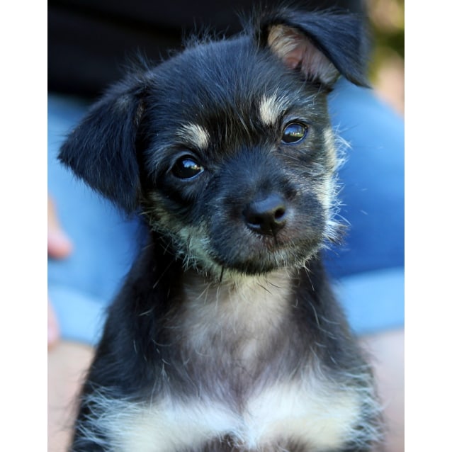 jack russell crossed with a shih tzu