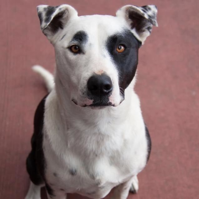 Great American Bulldog Border Collie Mix of all time Don t miss out 