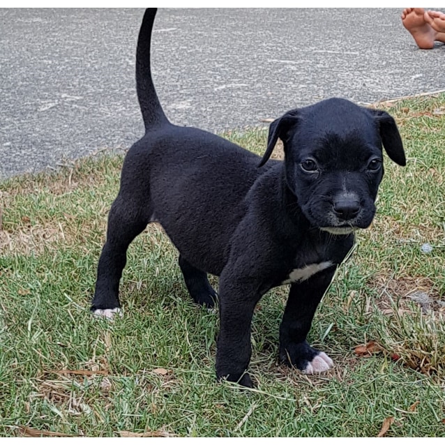 great dane cross puppies