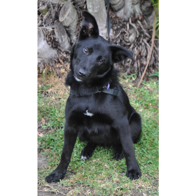 Digger Medium Male Border Collie X Siberian Husky Mix Dog In Qld