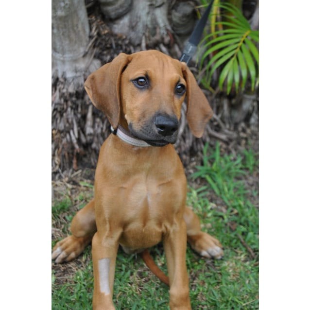 doberman x bullmastiff