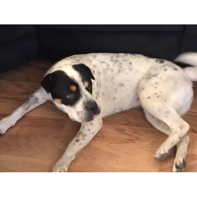 blue heeler shar pei mix