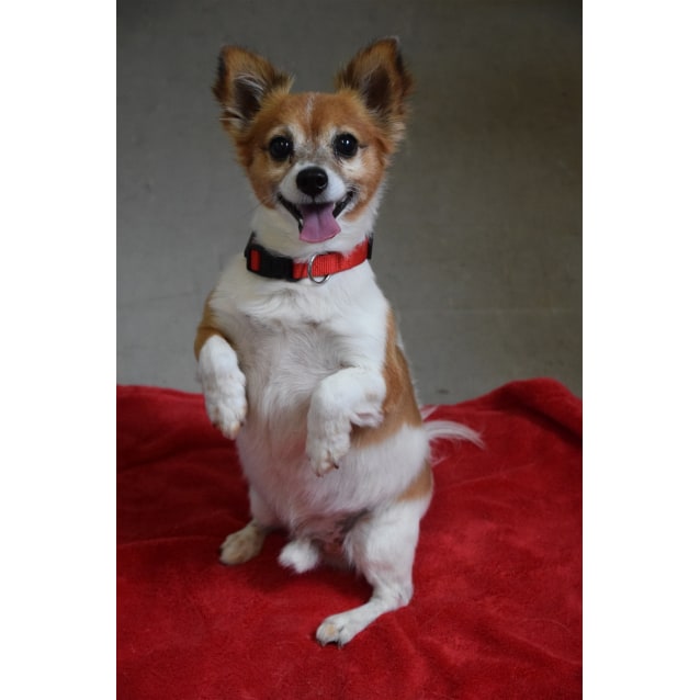 Simon Small Male Long Hair Chihuahua Mix Dog In Qld Petrescue