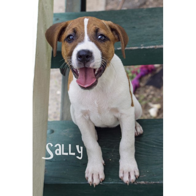 beagle x cattle dog
