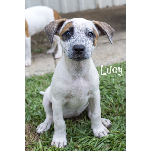 beagle x cattle dog