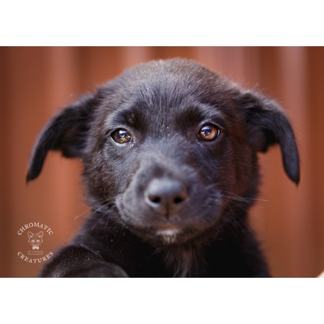 Koolie X Labrador Dogs