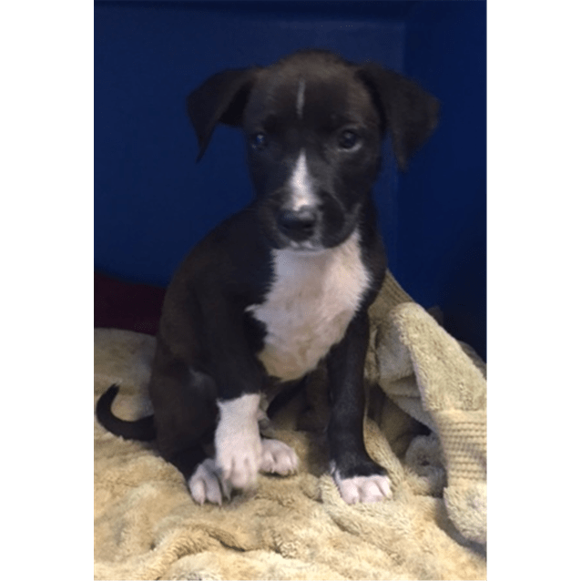 staffordshire bull terrier border collie mix