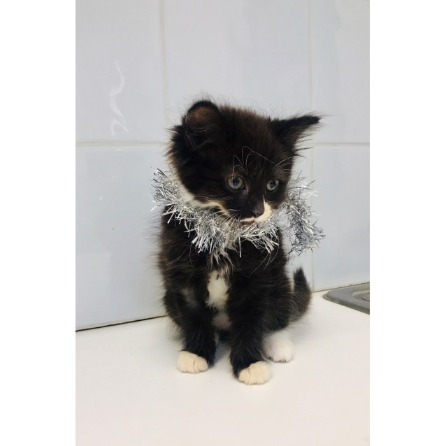 Olivia Mewton John Female Domestic Long Hair Cat In Wa Petrescue