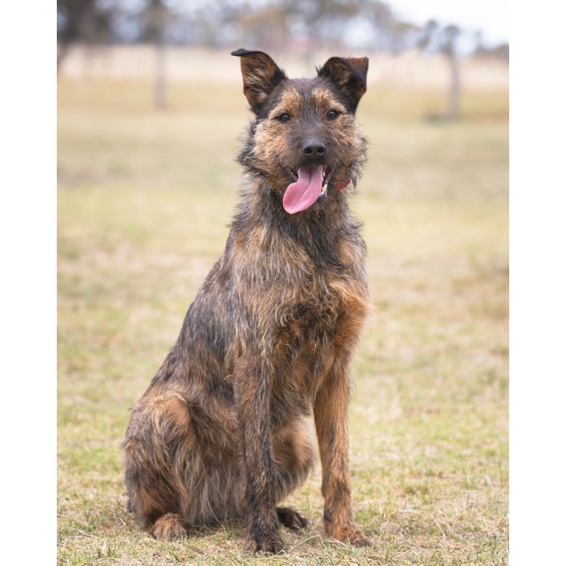 wolfhound cross kelpie