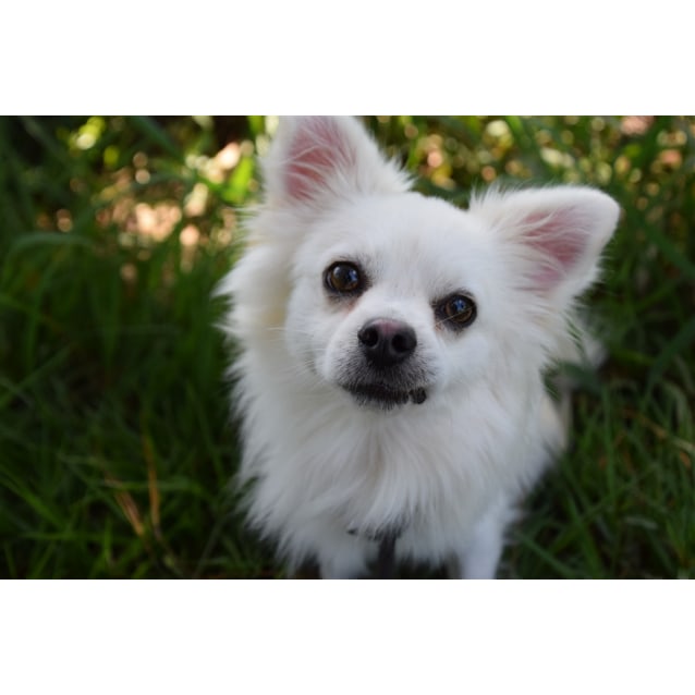 Finley Small Male Pomeranian X Long Hair Chihuahua Mix Dog In Qld Petrescue