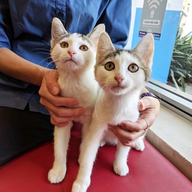 Lilo Stitch Female Domestic Short Hair Cat In Nsw Petrescue