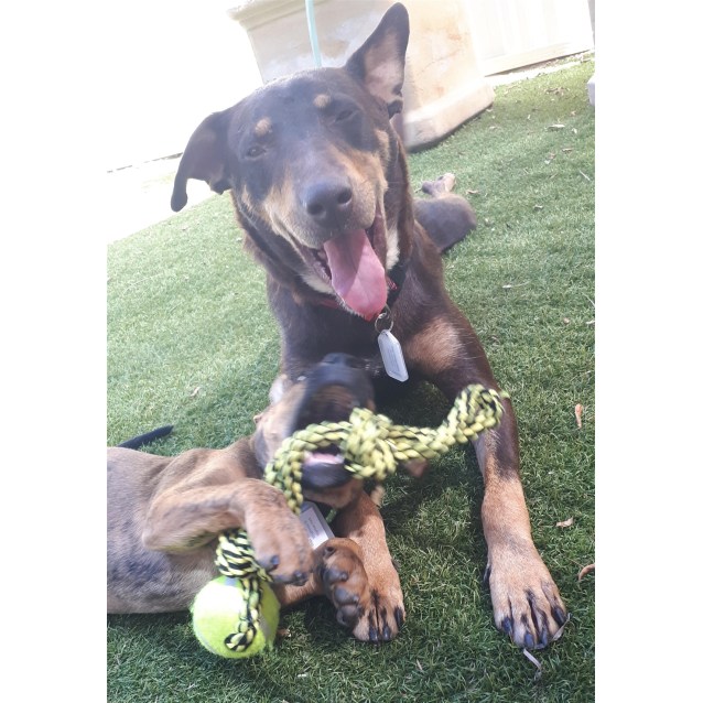 Honey Medium Female Kelpie Mix Dog In Wa Petrescue