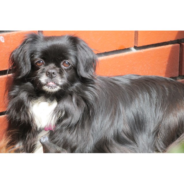 Hallie Small Female Tibetan Spaniel Dog In Vic Petrescue
