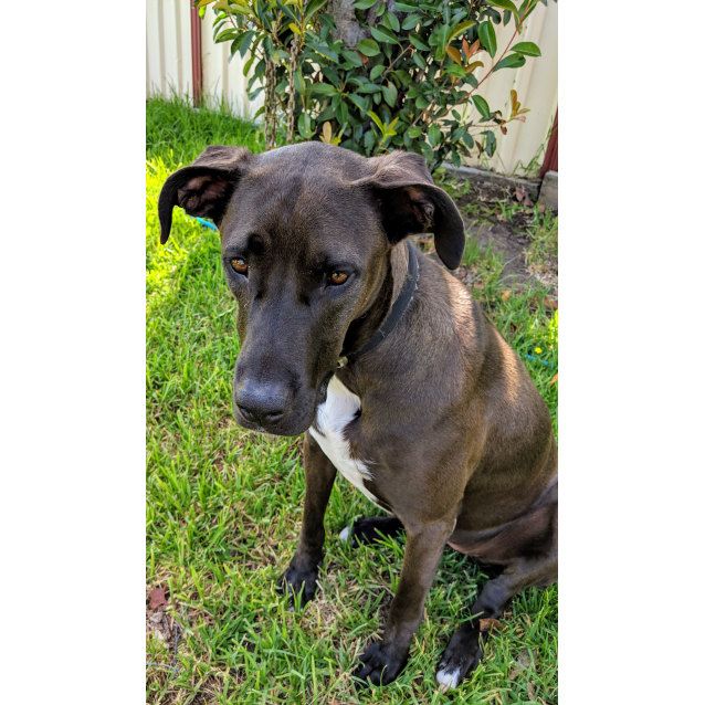 Holly Bull Arab X Kelpie (on trial 22/1/19) Large Female Bull Arab x Kelpie Mix Dog in NSW
