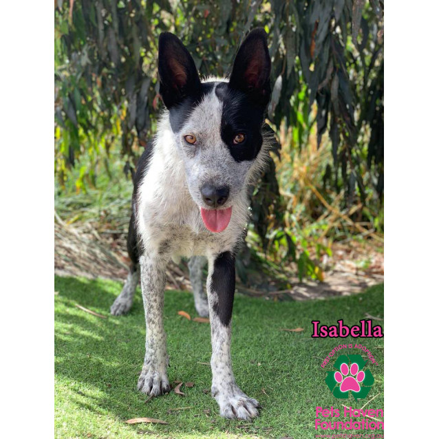 australian wolfhound