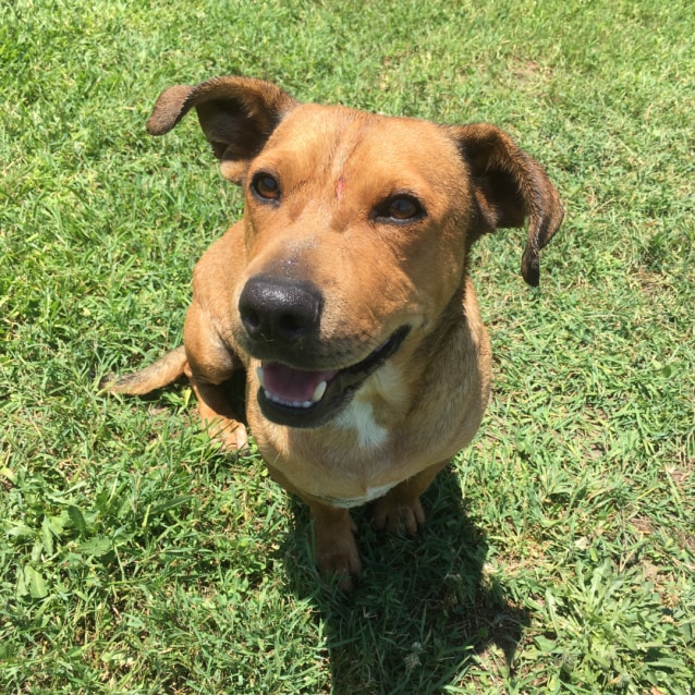 shar pei jack russell