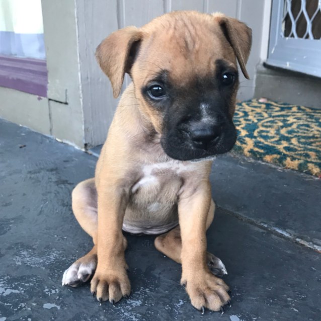 ridgeback mastiff mix