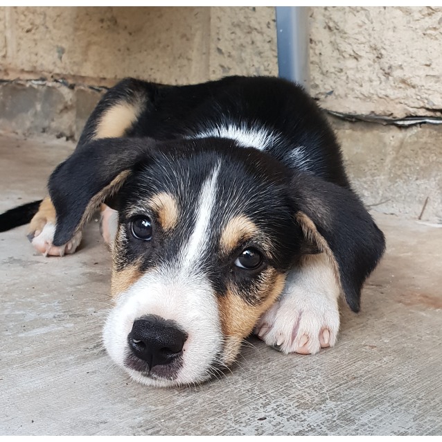 collie and terrier mix