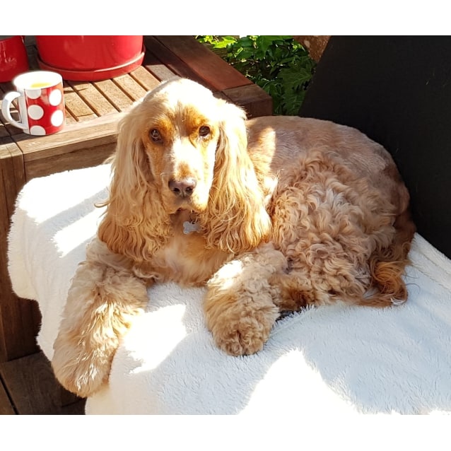 cocker spaniel pet rescue