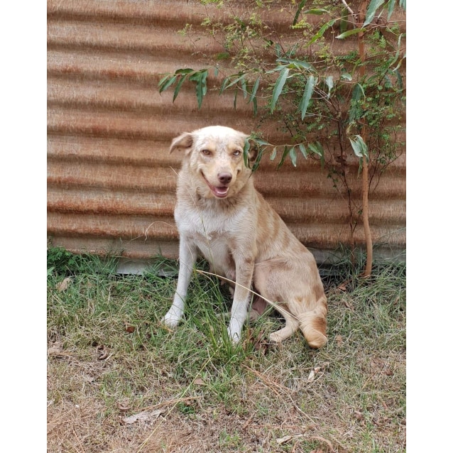 Honey Medium Female Koolie Dog in NSW PetRescue