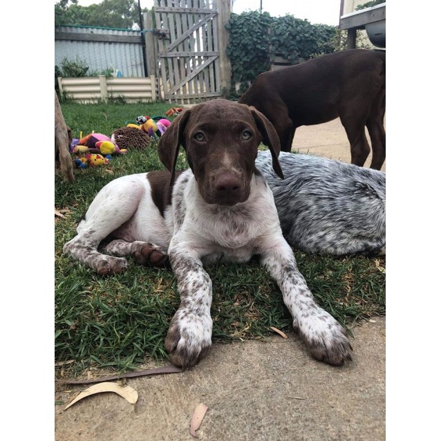 german shorthaired pointer cattle dog mix