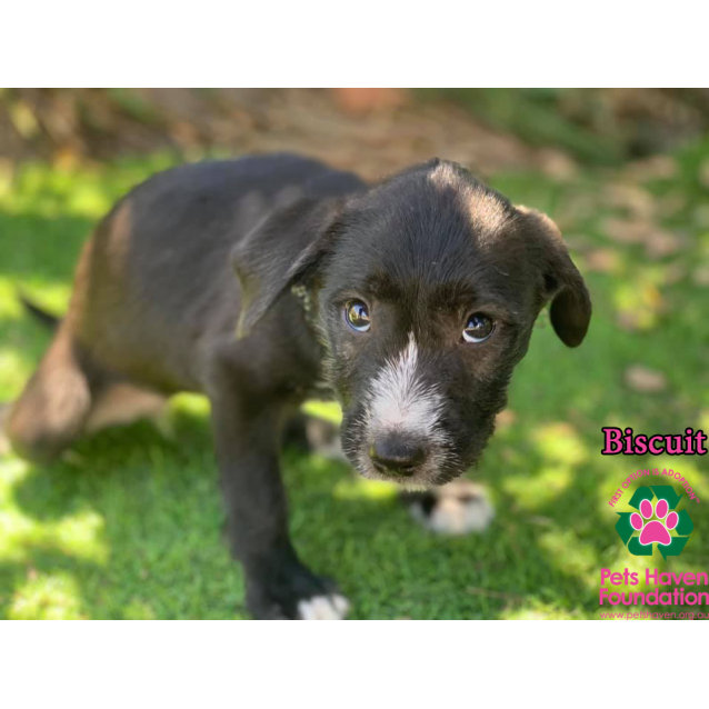 Biscuit Medium Female Irish Wolfhound X Mixed Breed Mix Dog In Vic Petrescue