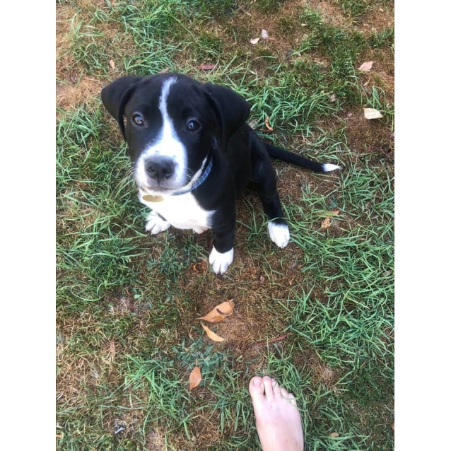 Bud Medium Male American Bulldog X Golden Retriever Mix Dog In Vic Petrescue