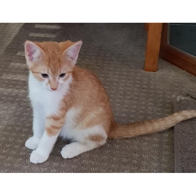 Uhtred Ginger And White Male Male Domestic Short Hair Cat In Vic Petrescue
