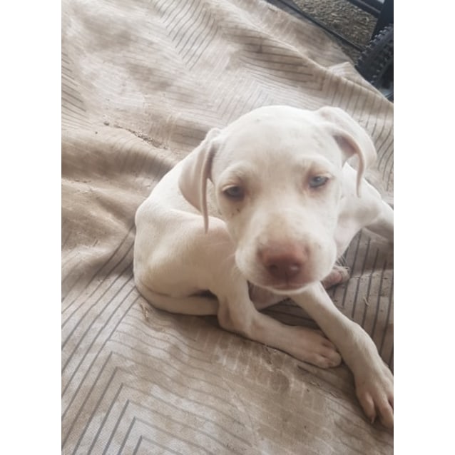 Scatter Medium Female German Shorthaired Pointer Mix Dog In Qld