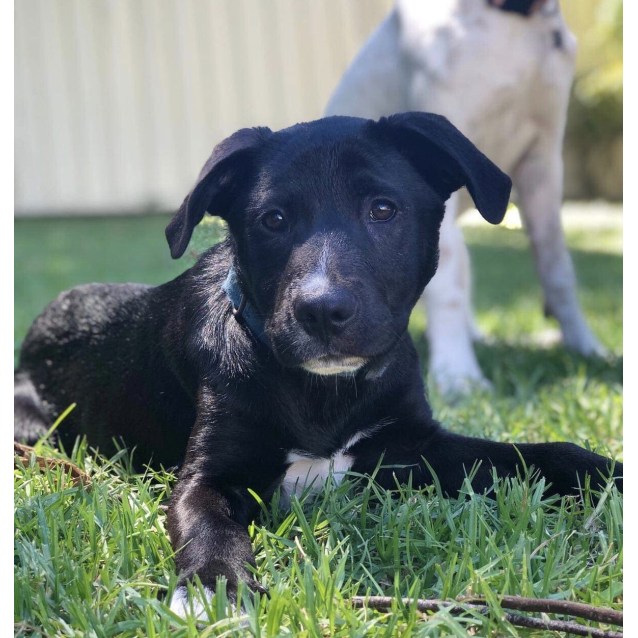 border collie cross shar pei