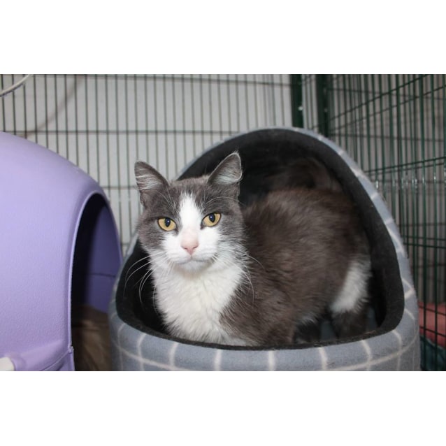 Pippy Female Domestic Medium Hair Cat In Vic Petrescue
