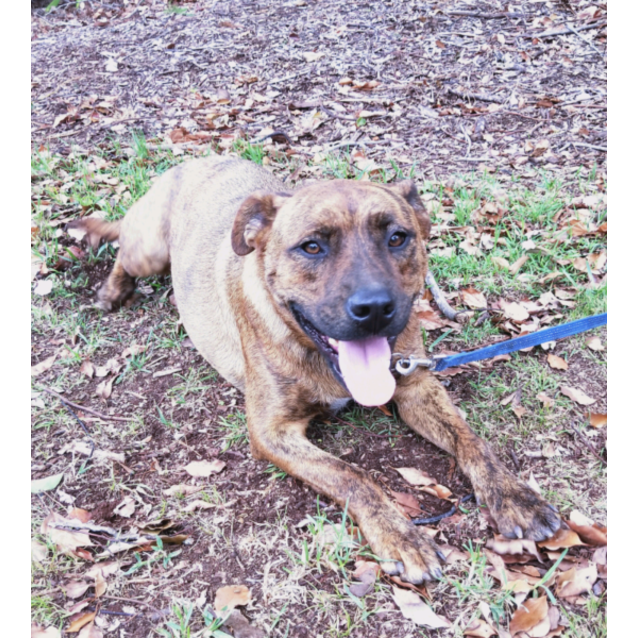 brindle staffy cross german shepherd