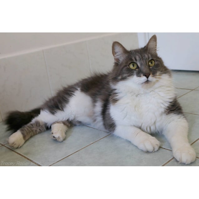 Ac0572 Marvin Male Domestic Medium Hair Cat In Wa Petrescue