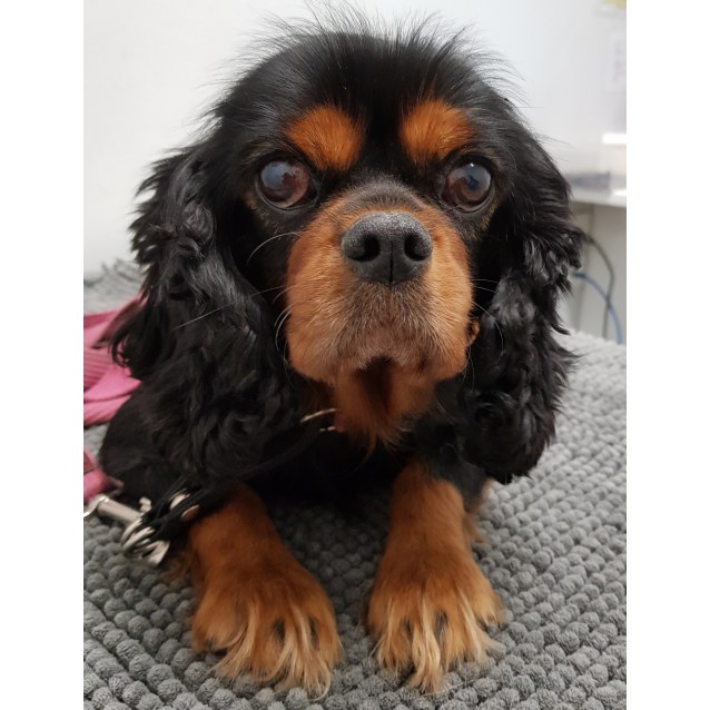 Mia Small Female Cavalier King Charles Spaniel Dog In Nsw Petrescue