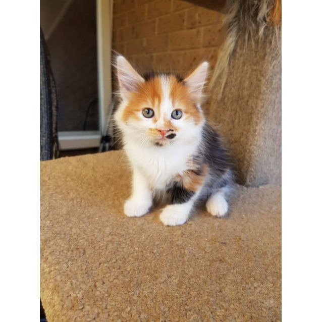 Penny Lane The Adorable Calico Beatles Kitten Female Domestic