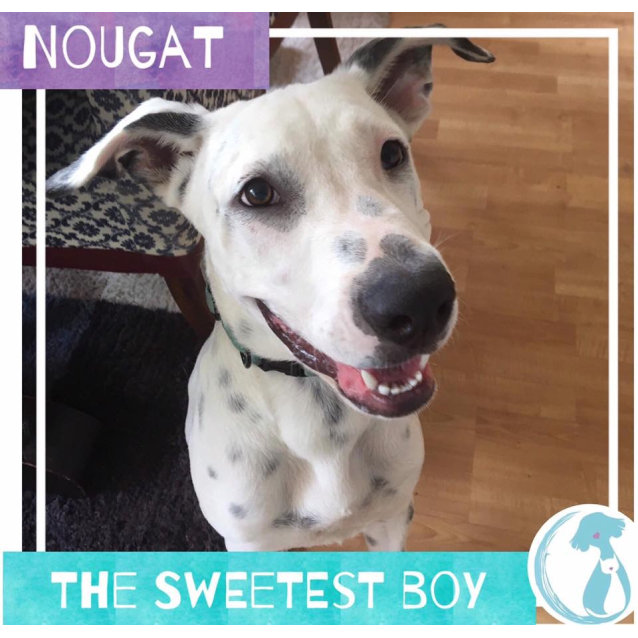 Nougat Medium Male Bull Arab X Dalmatian X Great Dane Mix