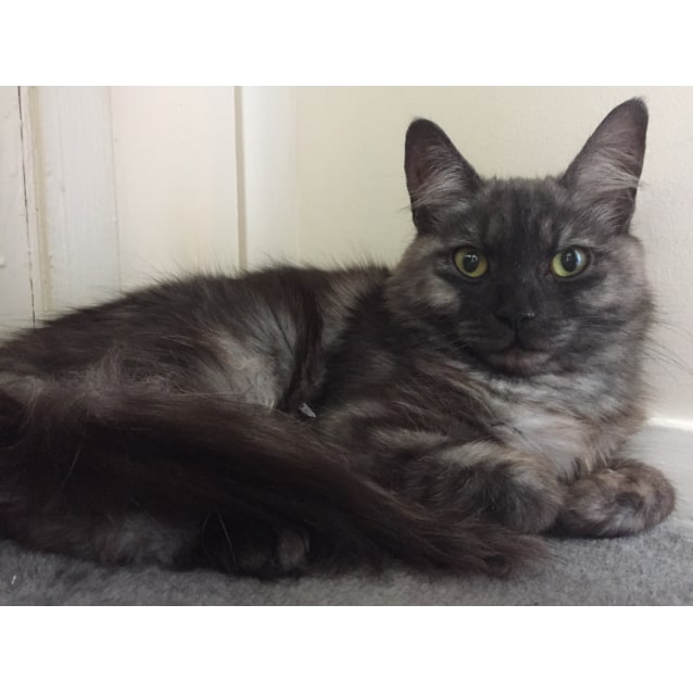 Prudance Female Domestic Medium Hair Cat In Nsw Petrescue